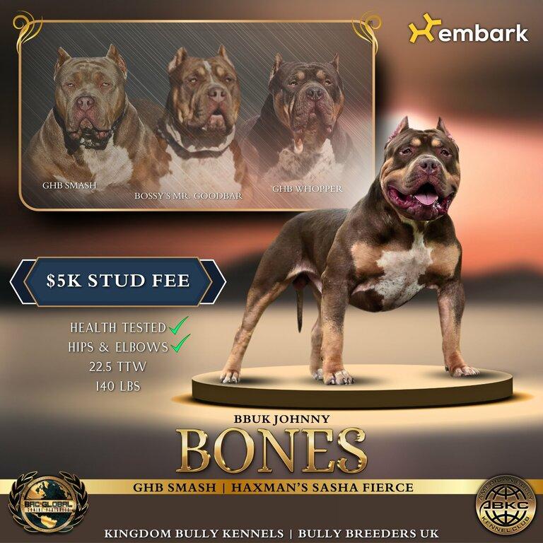 Kingdom Bully Kennels