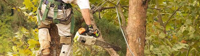 Affordable Tree Services and Light Excavating