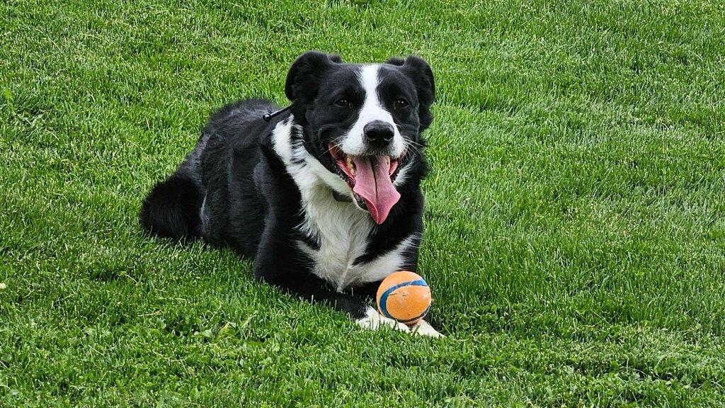 Best Life K9 Academy