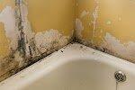 Indianapolis Mold Removal