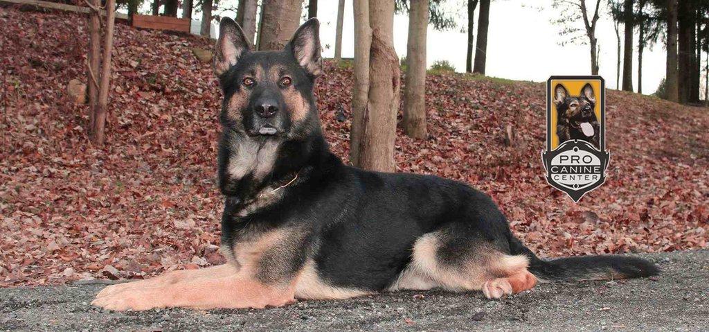 Pro Canine Center