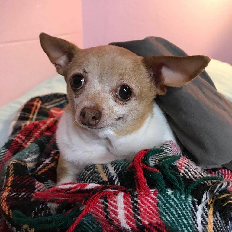 Whole Body Wellness For Pets