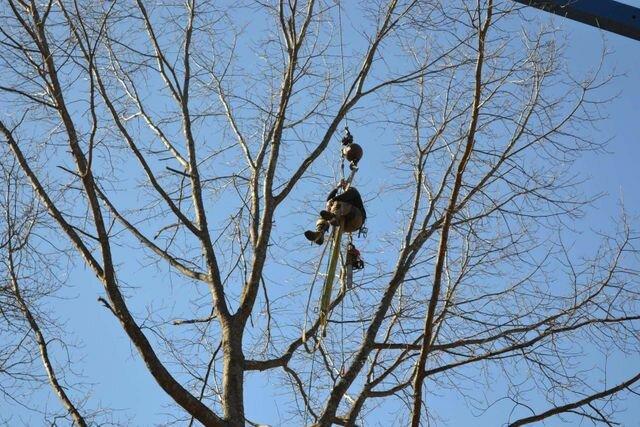 Burke's Tree Service