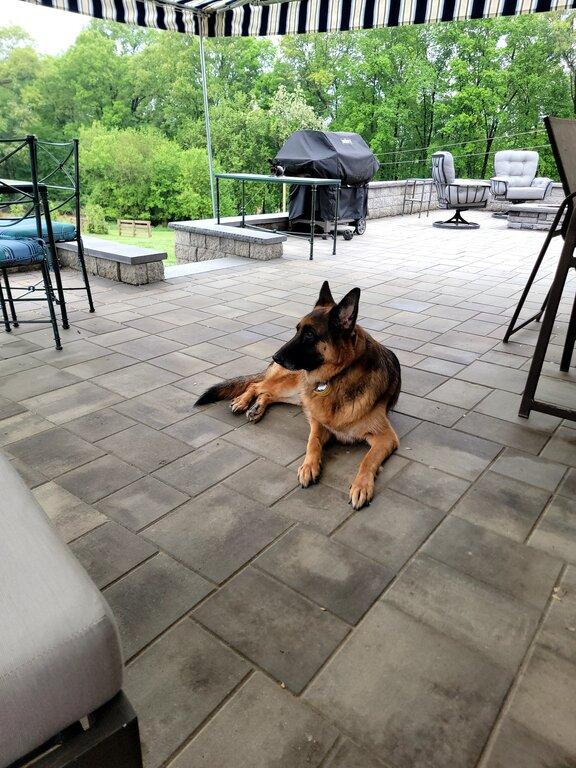 Casey's Pet Sitting 4 U