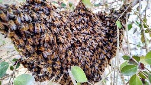 A.S.A.P. Bee Removal, LLC