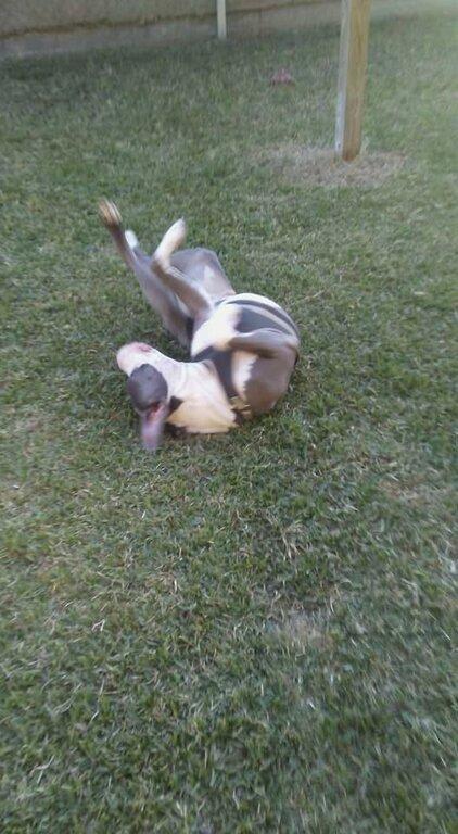 Bobbi's Doggee Day Spa