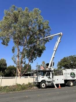 CM Precision Tree and Landscape Maintenance Inc