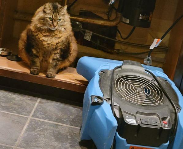 Renaissance Restoration