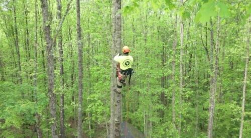Tree Time Tree Services