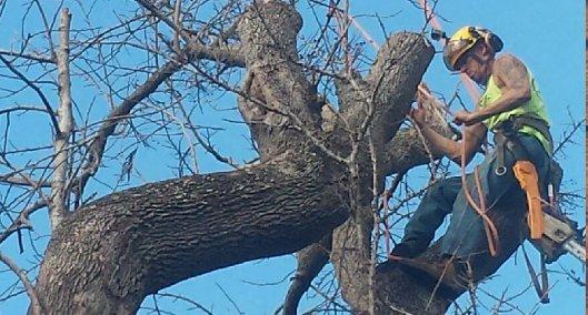 Bay City Tree Service