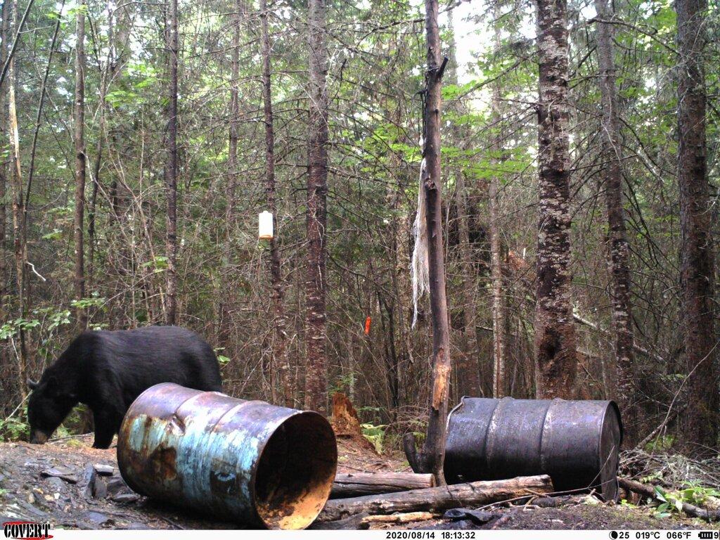 Allagash Wilderness Camps