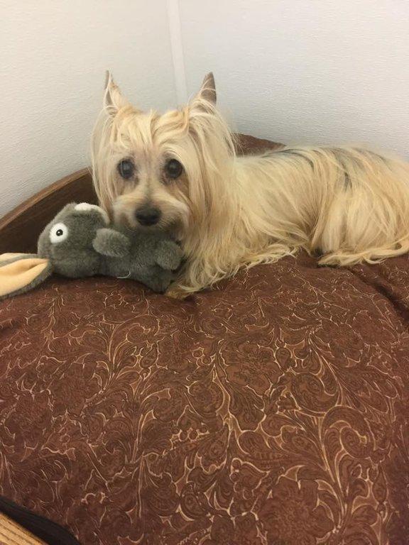 Little Paws Bed & Bath