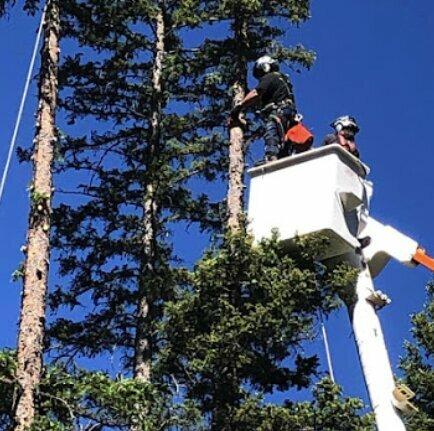 Wilson's Tree Service