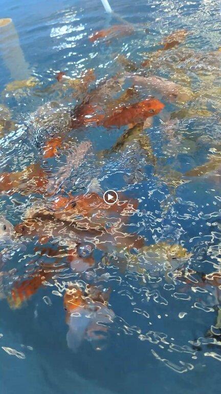 Jones Lake Management