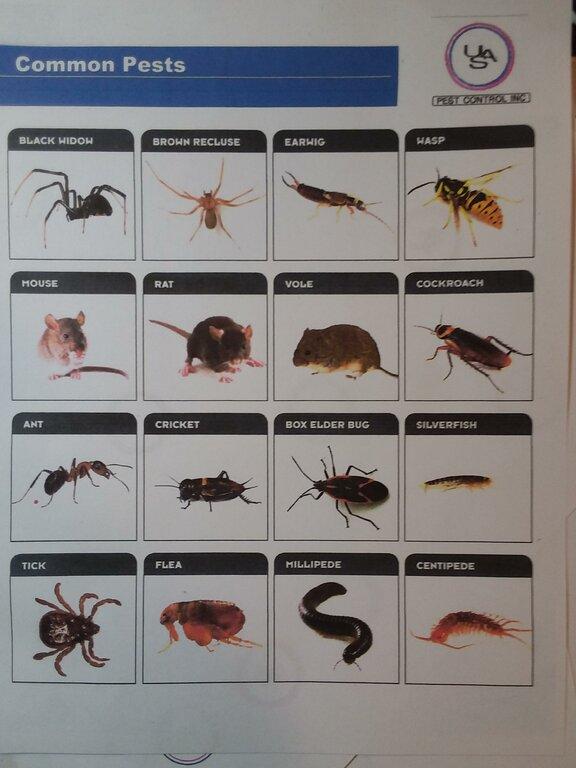 Strategic Pest Control