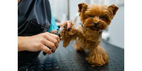 Lucky Puppy Custom Cuts