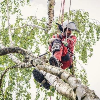 Silver Maple Tree Service
