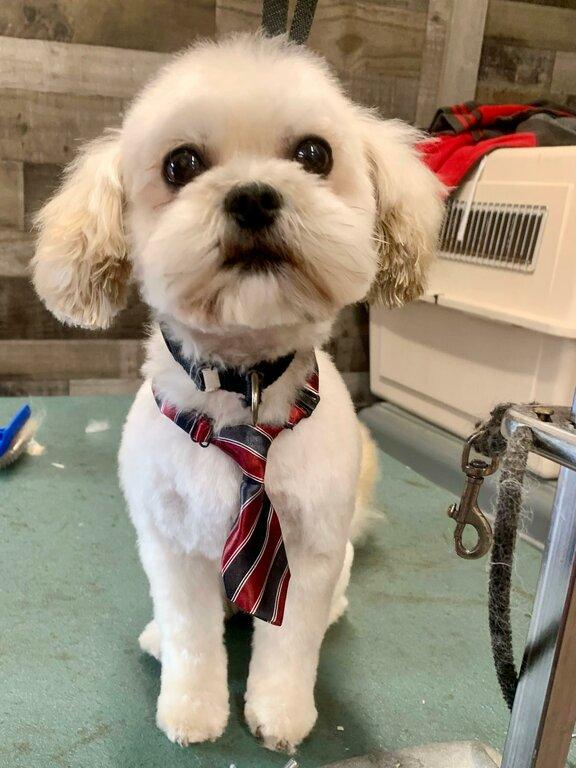 Sittin' Pretty Pet Salon