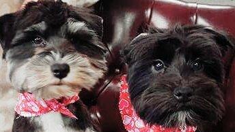 Allstate Insurance: Veronica Howard