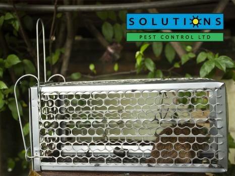 Solutions Pest Control