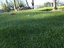 Purchase Green Artificial Grass