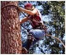 Sherman Oaks Tree Service