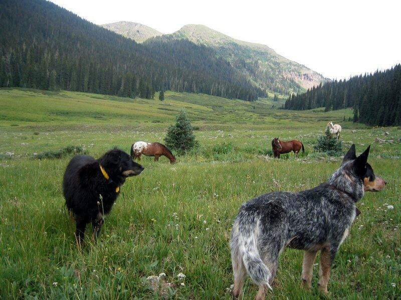 Pawsitively Native-Gunnison