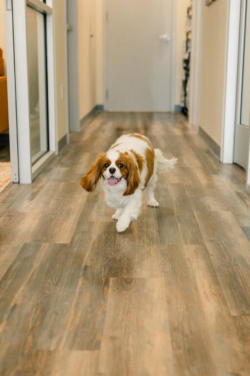 Petvet365 Pet Hospital Pittsburgh/South Hills