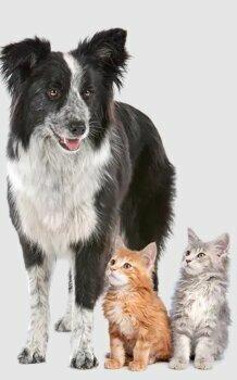 Aldershot Animal Hospital