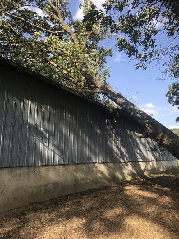 Branch'in Out Tree Service