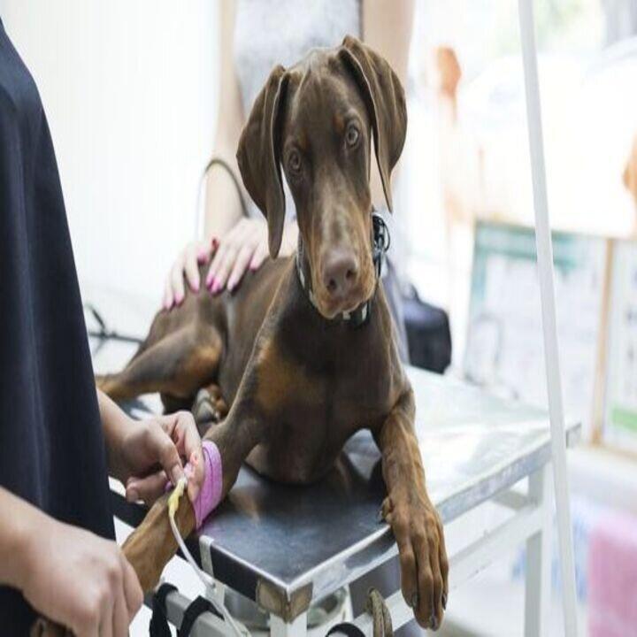 Raeford Animal Hospital