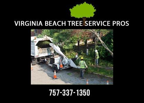 Virginia Beach Tree Service Pros