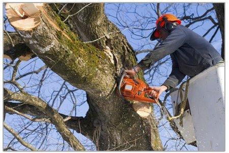 Mr. Greenjeans Inc Tree Surgeons & Landscape Design