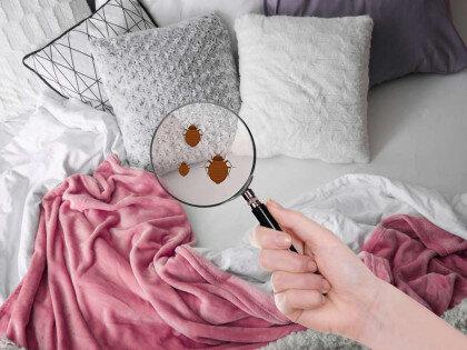 A & R Pest Solutions