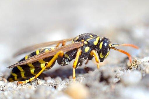 Dave's Pest Control Inc