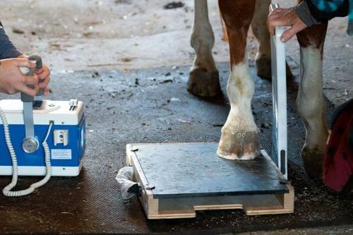 Peak Performance Veterinary Care