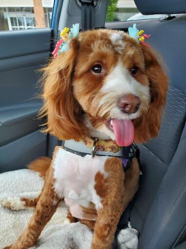 Dog Style Grooming