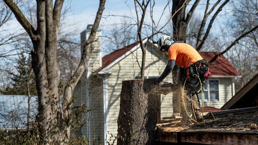 Annapolis Tree Service & Tree Removal Pros