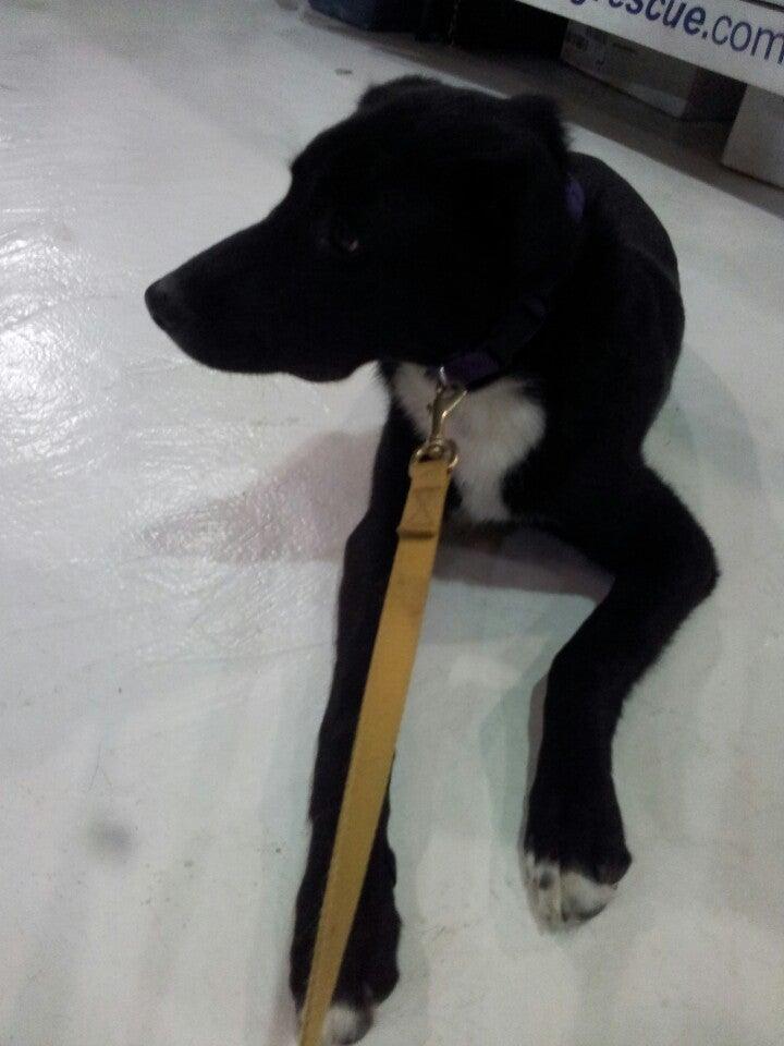 BowDog Canine Specialists