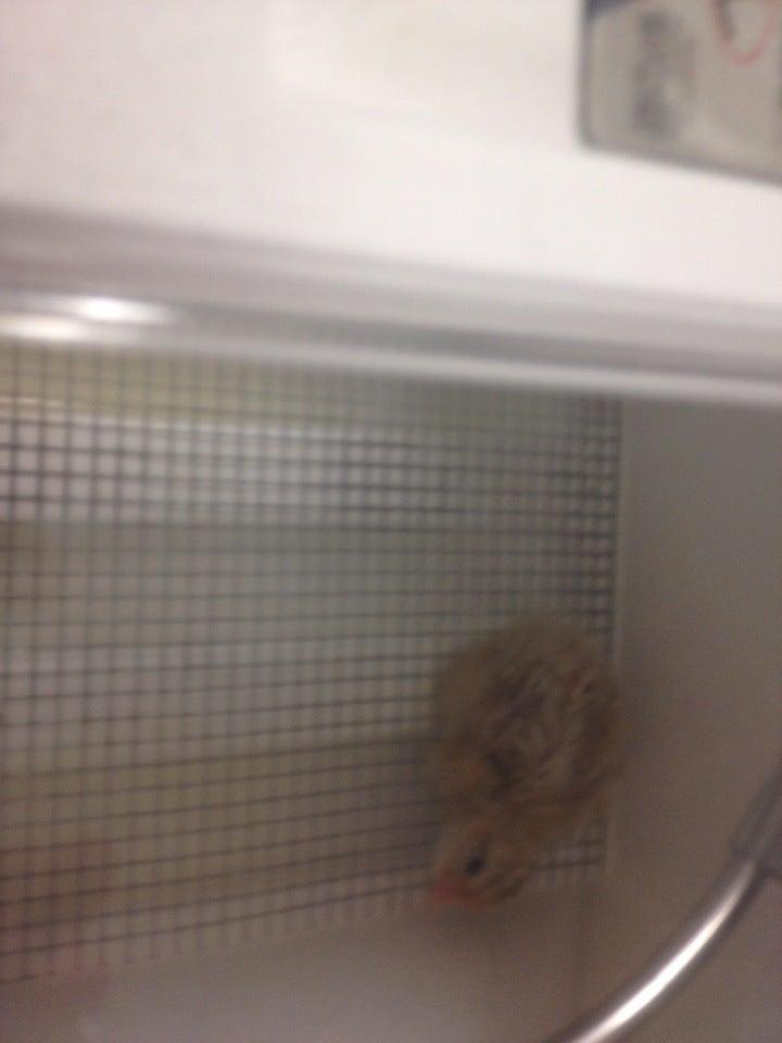 Sudbury Secondary School