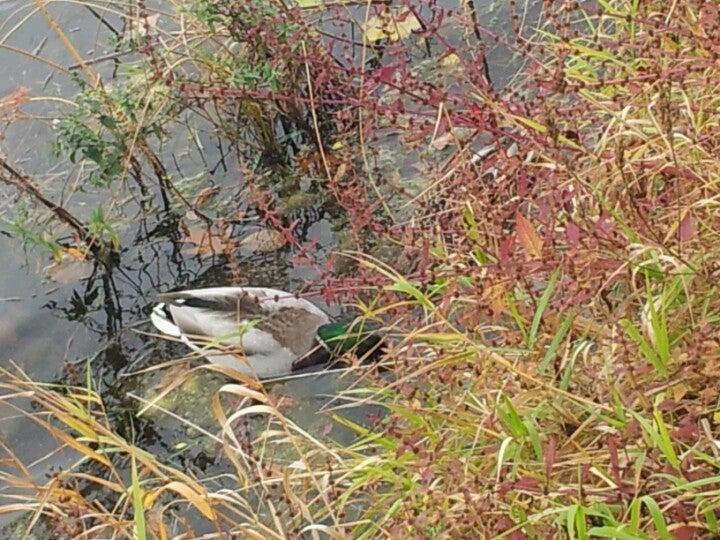 Kingsview Park Greenspace