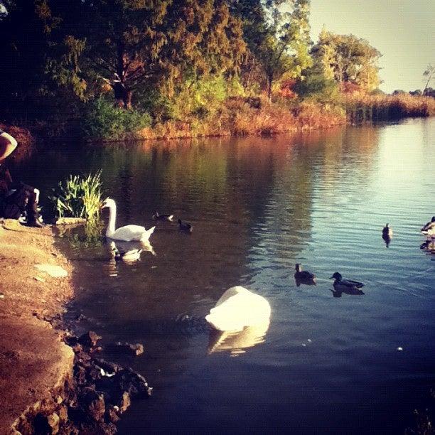 High Park Pond