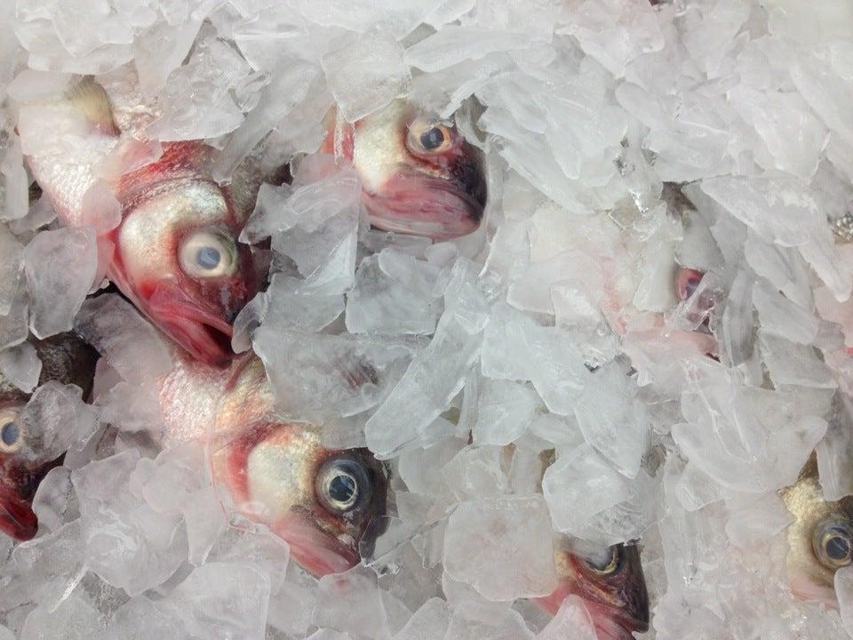 Lapointe Fish