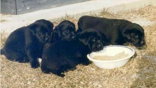 Parkland Kennels West Inc