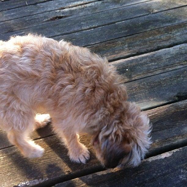 Luc Wintzen Design Inc