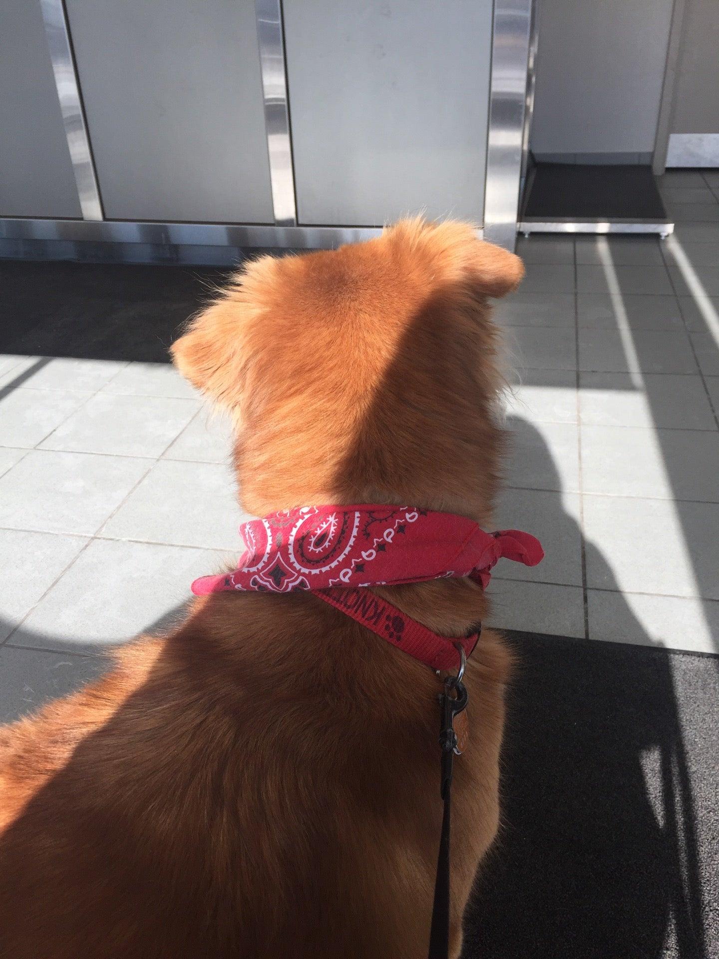 Toronto Animal Eye Clinic