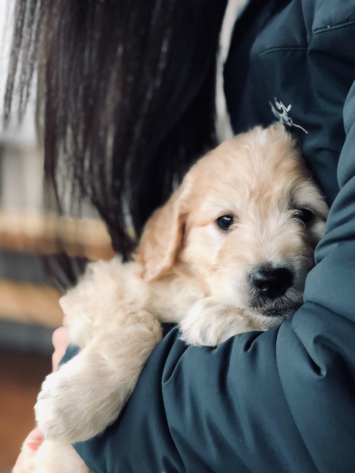 Lakewood Ranch Doodles