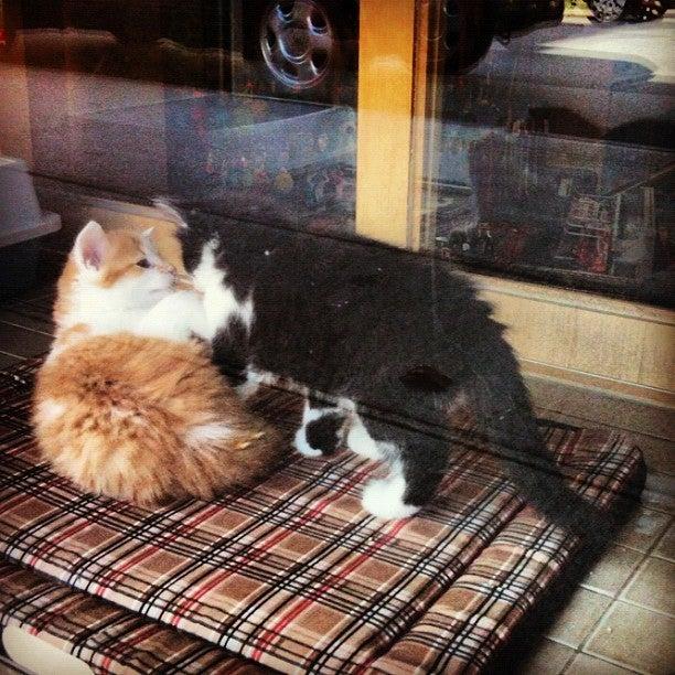 Animalerie Boutique Tropicale