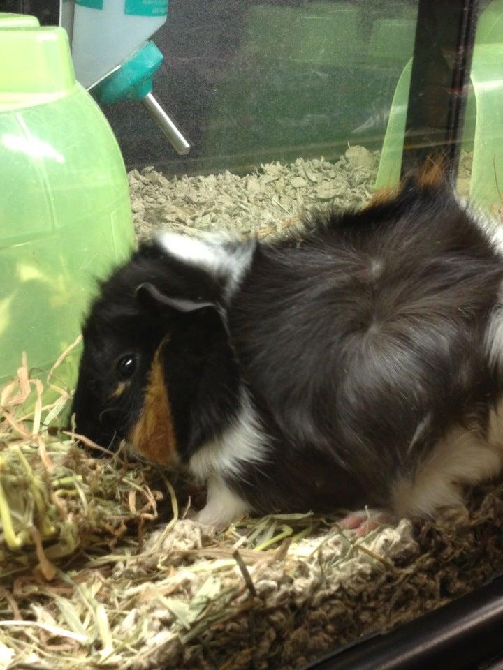 PetSmart