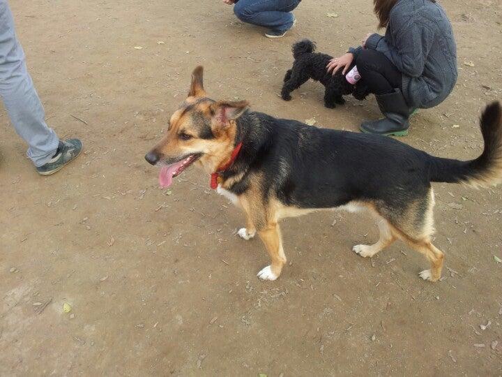 Hill Street Dog Park